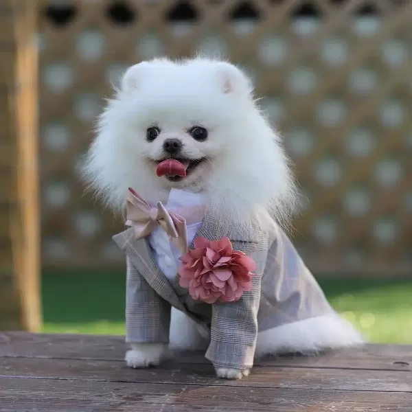 Teddy Bear Pomeranian Yavruları
