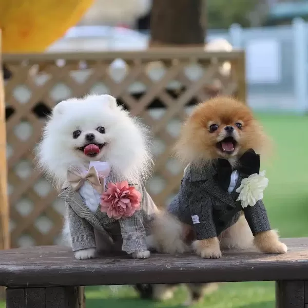 Teddy Bear Pomeranian Yavruları