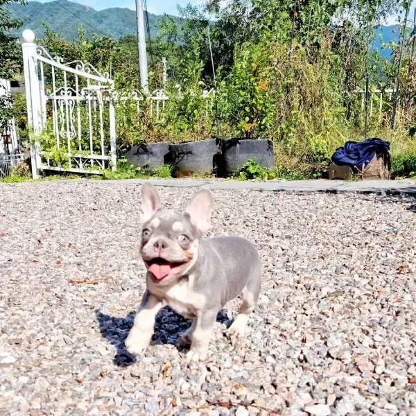 Lilac Tan French Bulldog Yavruları