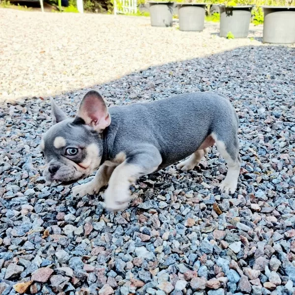 Lilac Tan French Bulldog Yavruları