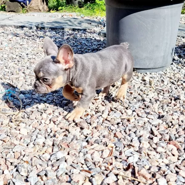 Lilac Tan French Bulldog Yavruları