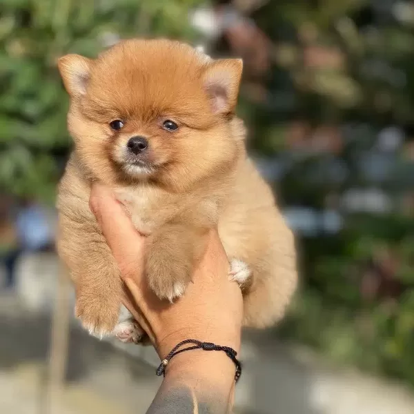 Dünya Tatlısı Spitz Yavruları