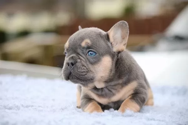 Özel Renk French Bulldog Yavruları