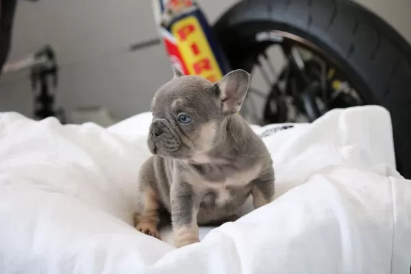 Özel Renk French Bulldog Yavruları