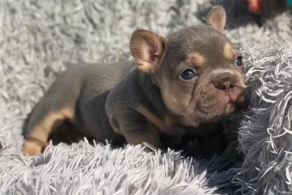 Özel Renk French Bulldog Yavruları