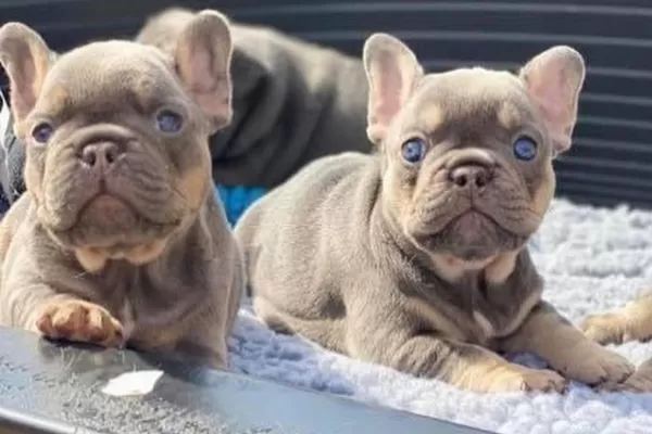 Özel Renk French Bulldog Yavruları