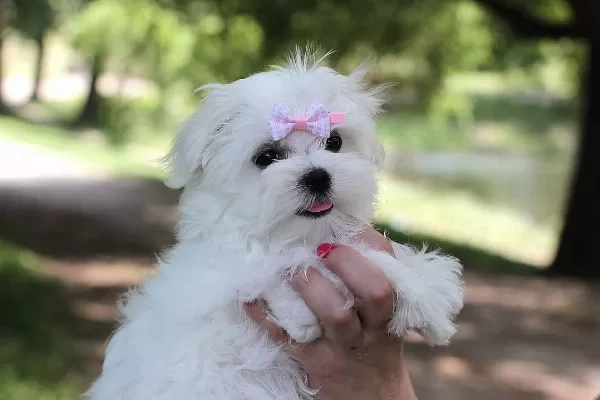 Dünya Güzeli Maltese Yavruları