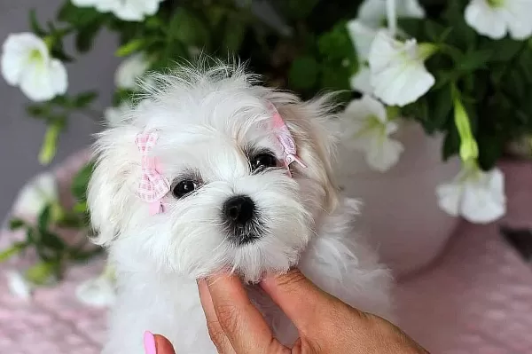 Dünya Güzeli Maltese Yavruları