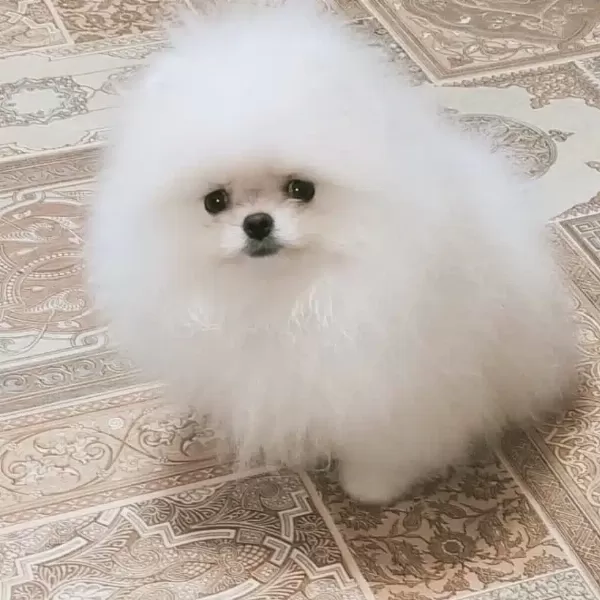 Ayı Surat Pomeranian Boo Yavruları