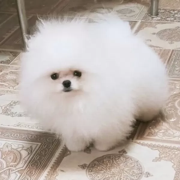 Ayı Surat Pomeranian Boo Yavruları