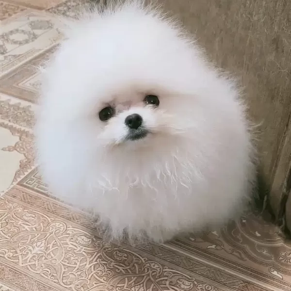 Ayı Surat Pomeranian Boo Yavruları