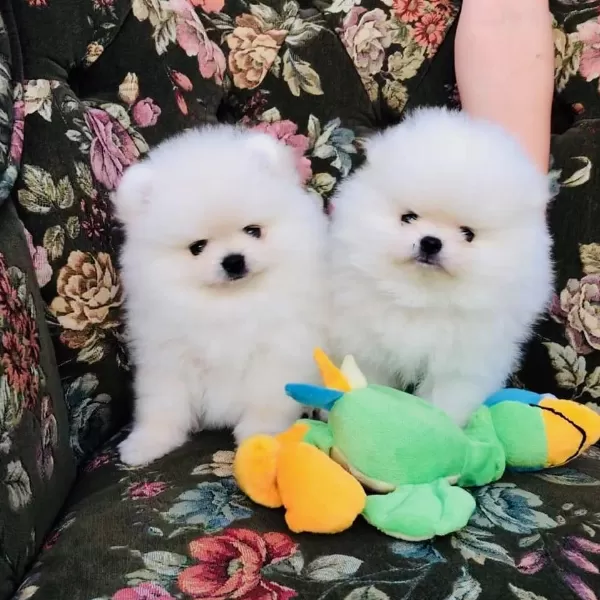 Beyaz Ayı Surat Pomeranian Yavruları