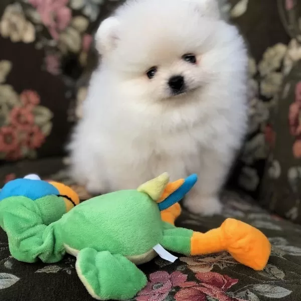 Beyaz Ayı Surat Pomeranian Yavruları