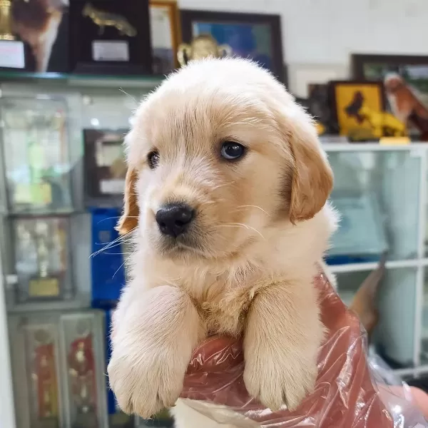 Golden Retriever Yavruları