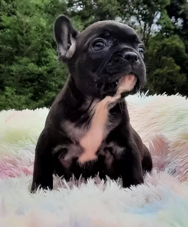 Özel French Bulldog Yavruları