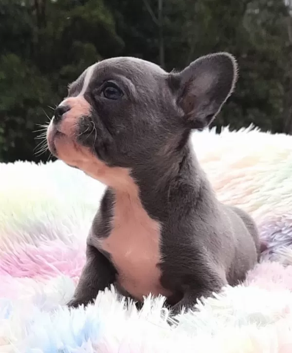 Özel French Bulldog Yavruları