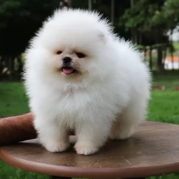 Pomeranian Boo Yavruları