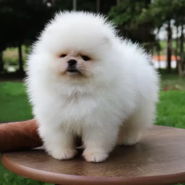 Pomeranian Boo Yavruları