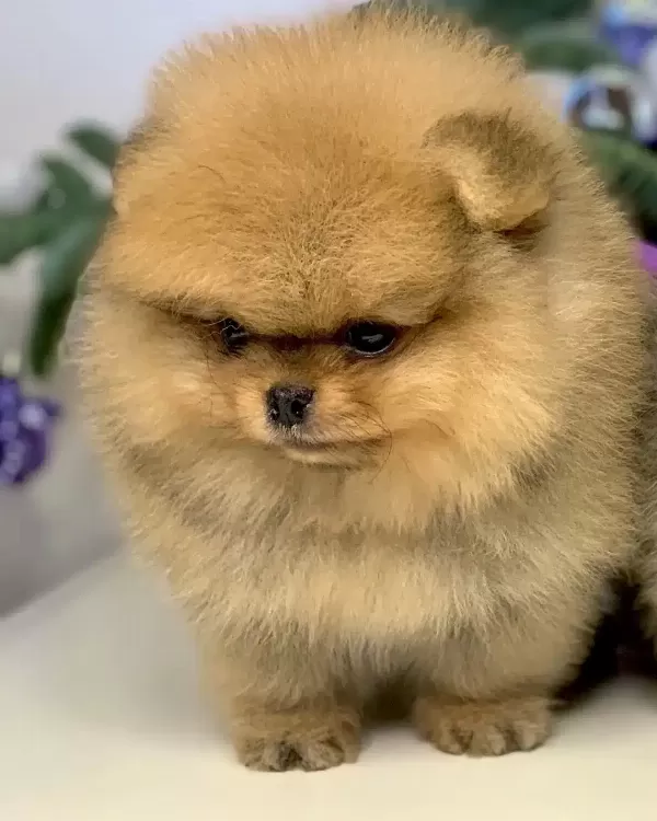 Pomeranian Boo Yavruları