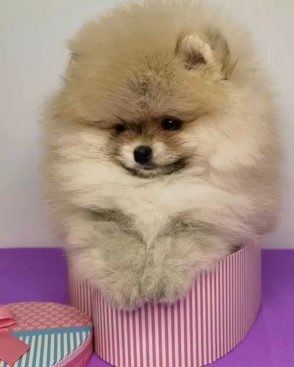 Pomeranian Boo Yavruları