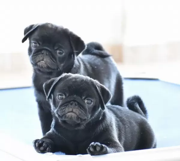 Irk Garantili Pug Yavruları