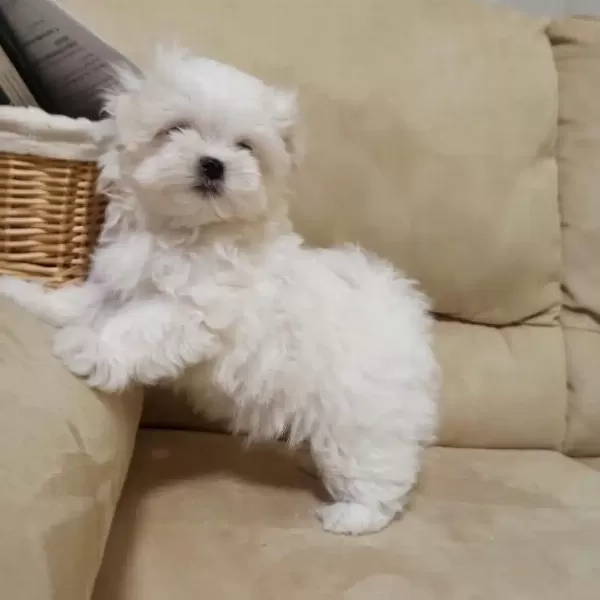 Orjinal Maltese Yavruları