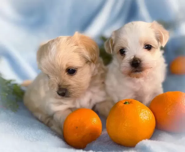 Tatlı Maltipoo Yavruları