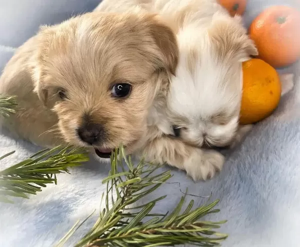 Tatlı Maltipoo Yavruları