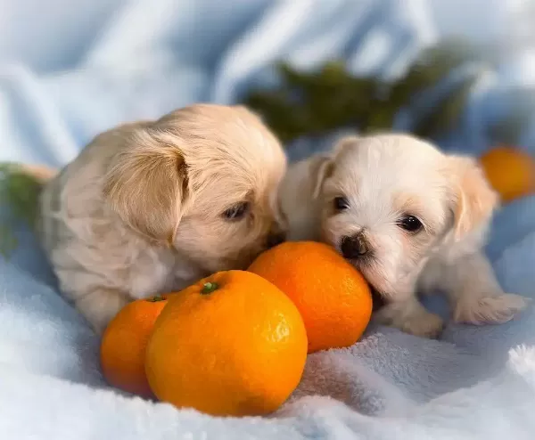 Tatlı Maltipoo Yavruları