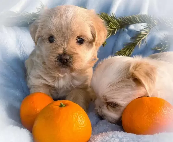 Tatlı Maltipoo Yavruları