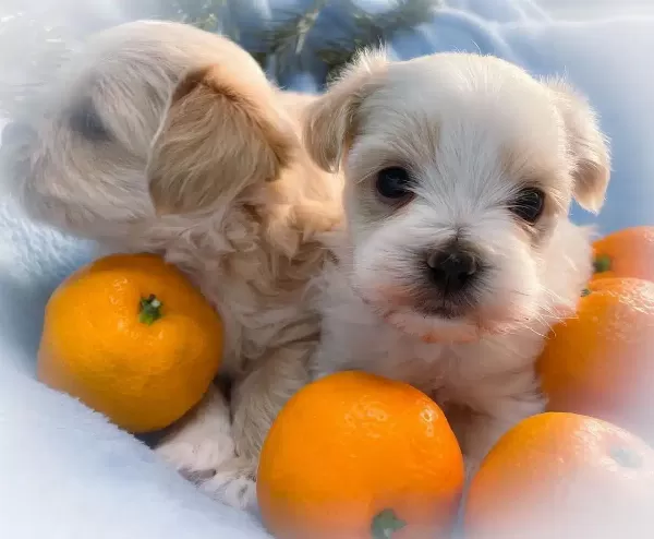 Tatlı Maltipoo Yavruları