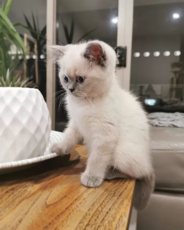 British Shorthair Yavruları