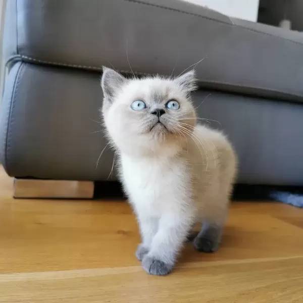 British Shorthair Yavruları
