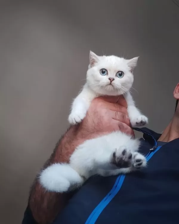 British Shorthair Yavruları