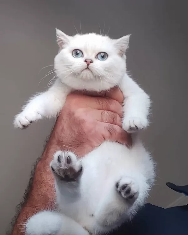 British Shorthair Yavruları