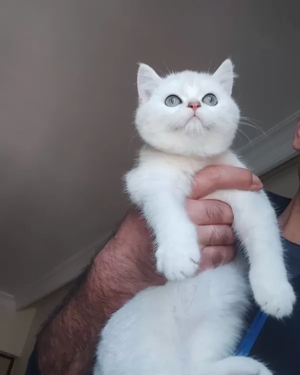 British Shorthair Yavruları