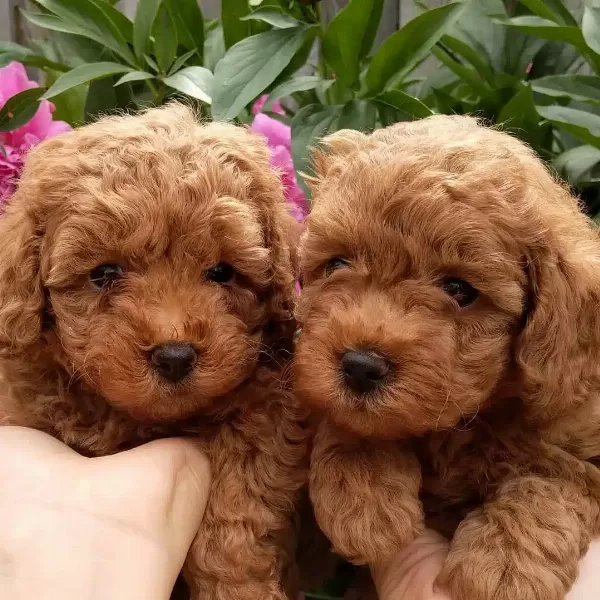 Toy Poodle Yavruları Antalya