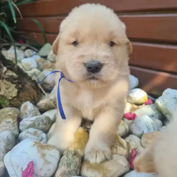 Baby Face Golden Retriever Yavruları