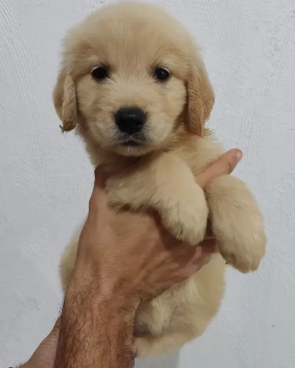 Golden Retriever Yavruları