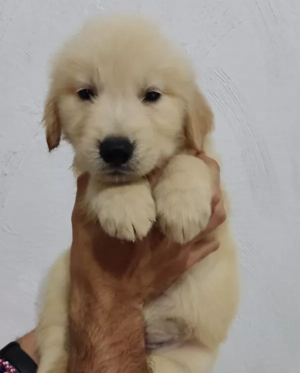 Golden Retriever Yavruları