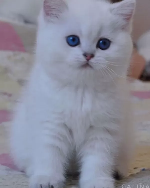 British Shorthair Yavruları