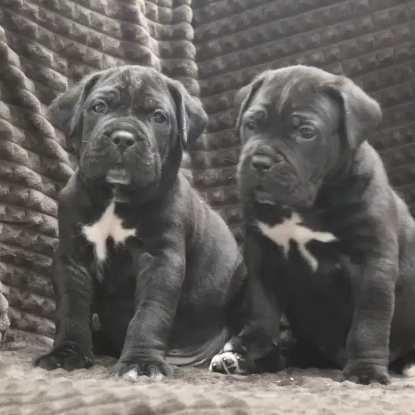 Irk Garantili Cane Corso Yavruları