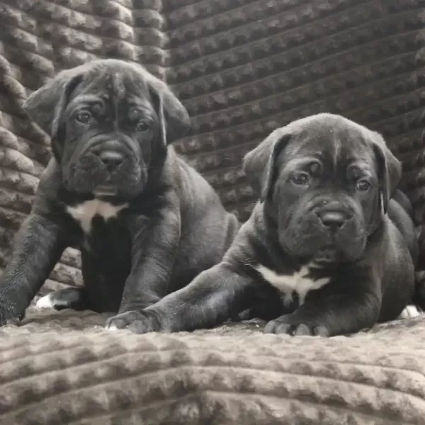 Irk Garantili Cane Corso Yavruları
