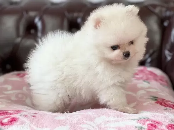 Teddy Bear Pomeranian Yavruları