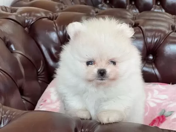 Teddy Bear Pomeranian Yavruları