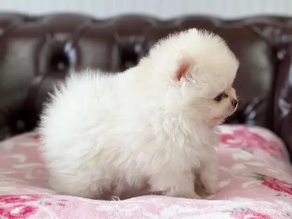 Teddy Bear Pomeranian Yavruları