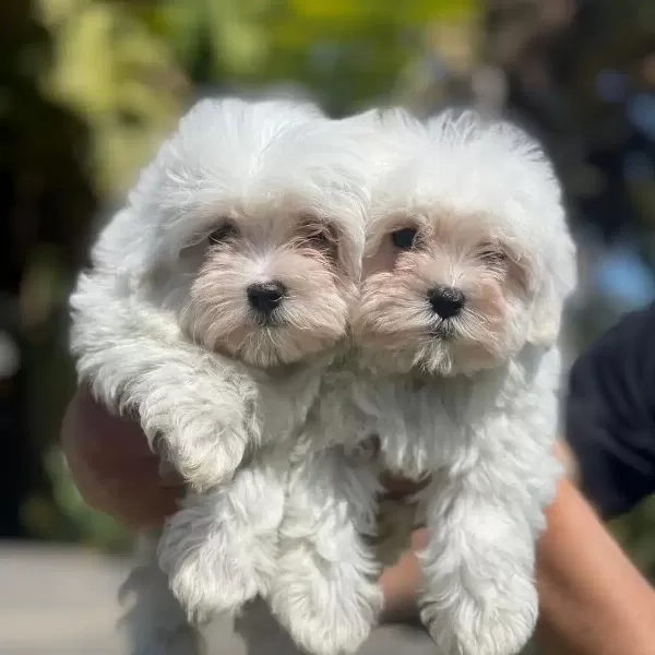 Kaliteli Maltese Yavruları