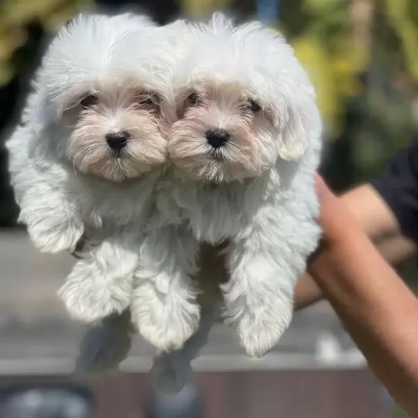 Kaliteli Maltese Yavruları