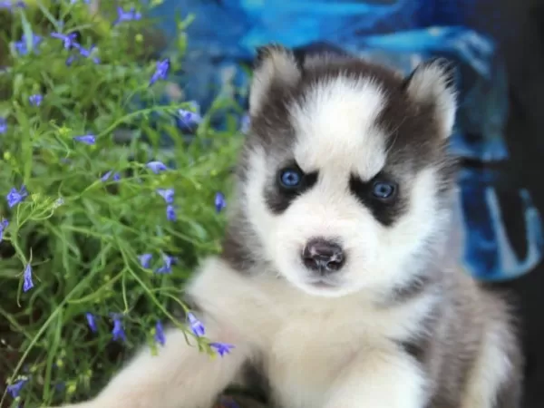 Husky Sibirya Yavruları