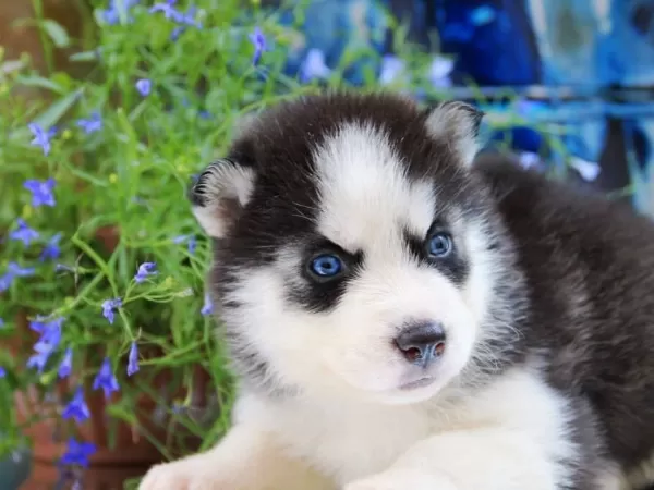 Husky Sibirya Yavruları